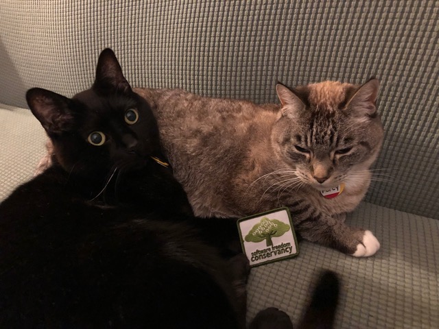 Two cats cuddling with a Conservancy branded patch.