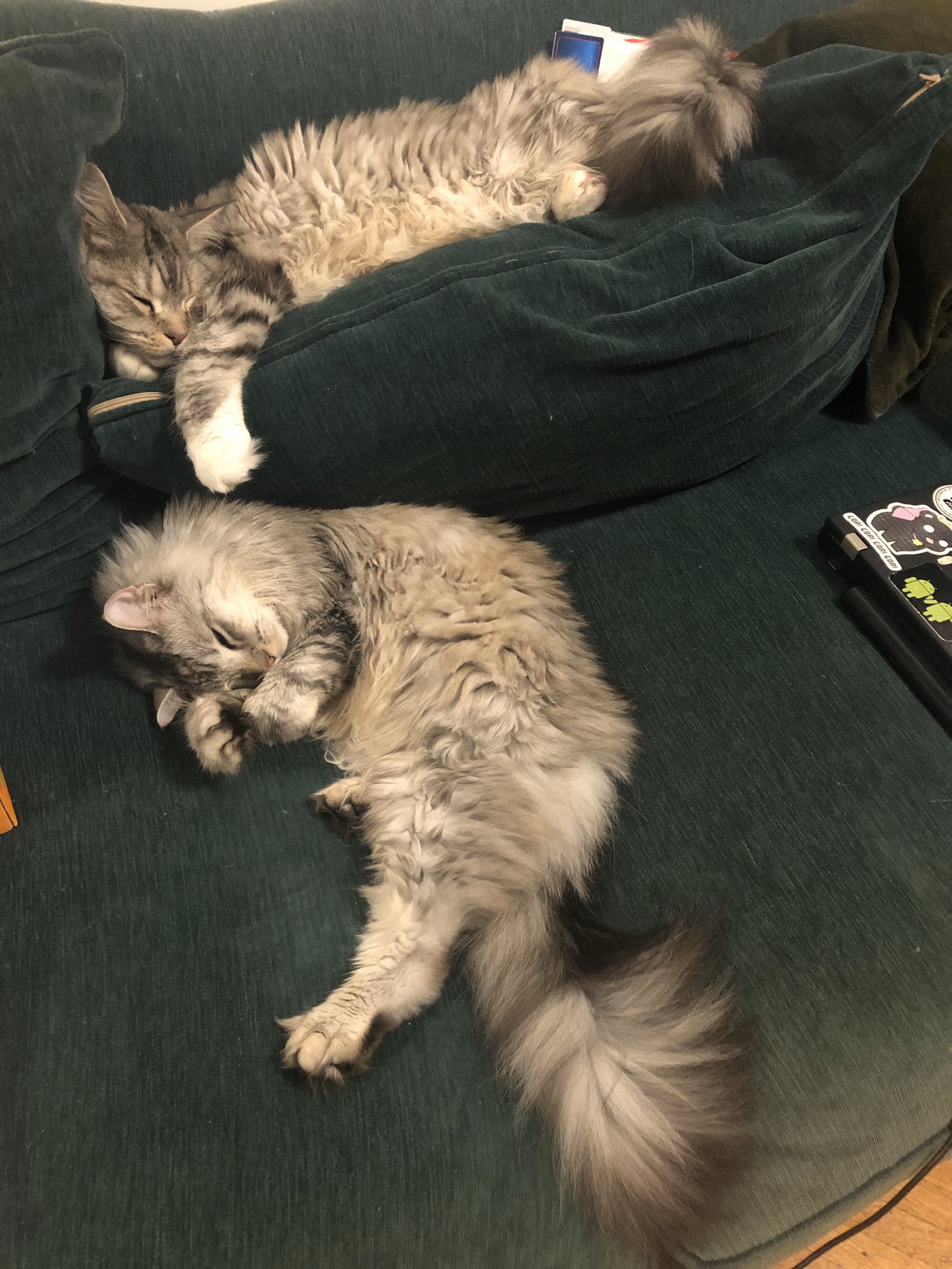 Two lovely cats lounging on a sofa